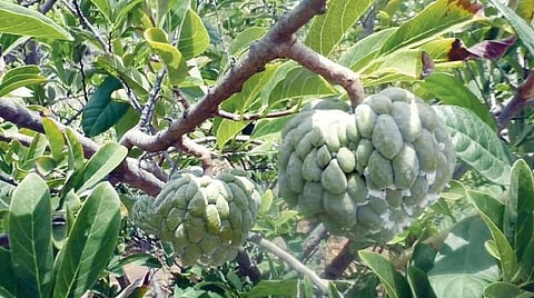 தருமபுரி மாவட்டம் பென்னாகரம் வட்டம் பிக்கிலி மலைக் கிராமத்தில் சீத்தா காய்கள் சிறுத்தும், மாவுப் பூச்சி தாக்கியும் காணப்படுகின்றன.