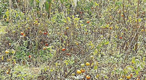 அரூர் அருகே அண்ணாமலைஅள்ளி கிராமத்தில் விலையில்லாததால் அறுவடை செய்யாமல் செடியிலேயே விடப்பட்ட தக்காளி பழங்கள். 						                       படம்: எஸ். செந்தில்