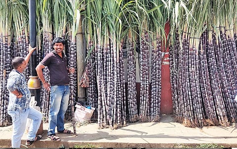 உதகை சந்தைக்கு விற்பனைக்காக கொண் டு வரப்பட்டுள்ள கரும்புகள். 
படம்: ஆர்.டி.சிவசங்கர்