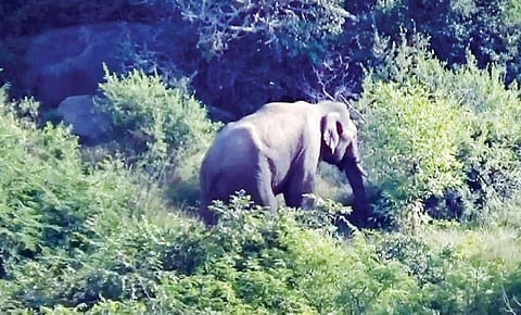 அஞ்செட்டி அருகே உரிகம் மலைக் கிராமத்தை ஒட்டியுள்ள வனப்பகுதியில் முகாமிட்டுள்ள ஒற்றை யானை.