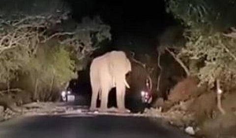 சரக்கு வாகனத்தை நிறுத்தி உருளைக்கிழங்கு மூட்டையை எடுத்துச் சென்ற யானை - திம்பம் மலைப்பாதையில் பரபரப்பு