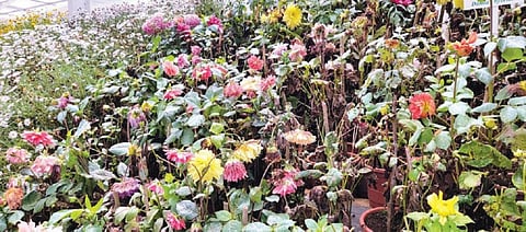 உதகை தாவரவியல் பூங்காவில் நீர் பனிப்பொழிவு தாக்கத்தால் கருகிய மலர்கள். படம்: ஆர்.டி.சிவசங்கர்