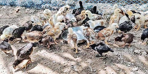 வேளாண்மையோடு நாட்டுக் கோழி குஞ்சுகளை வளர்க்கும் மதுரை இளைஞர்: தொழில்முனைவோராக வழிகாட்டுகிறார்!