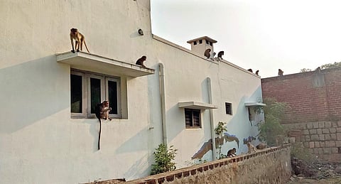 கழுகுமலை அண்ணா புதுத் தெருவில் உள்ள வீட்டில் கூட்டமாக திரியும் குரங்குகள்.
