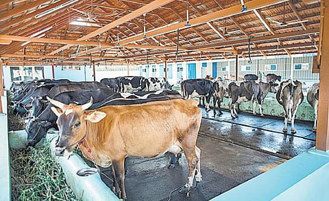 கோயம்பேடு, கொடுங்கையூரில் தற்காலிக மாட்டு தொழுவம் அமைக்க திட்டம்