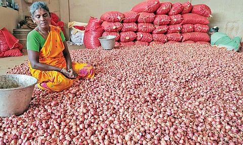 திண்டுக்கல் வெங்காய மார்க்கெட்டில் சின்ன வெங்காயத்தைத் தரம் பிரிக்கும் தொழிலாளி. 
படம்: நா.தங்கரத்தினம்