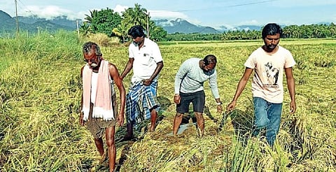 குற்றாலம் அருகே காசிமேஜர்புரத்தில் மழையில் சேதமடைந்த நெற் பயிர்களை விவசாயிகள் கவலையுடன் பார்வையிட்டனர்.
