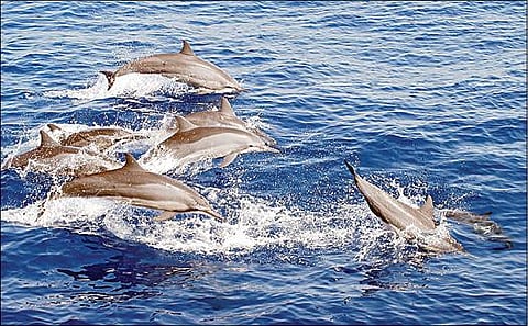 மன்னார் வளைகுடா கடற்பகுதியில் காணப்படும் டால்பின்கள்.﻿﻿