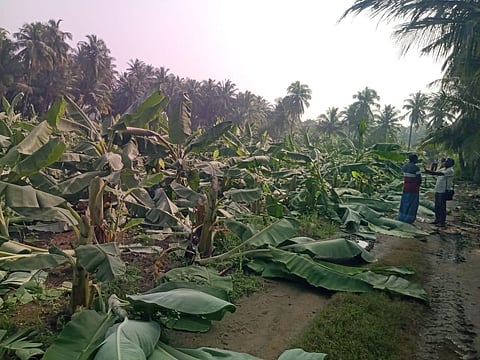 2,500 வாழை மரங்கள் வெட்டி சாய்ப்பு