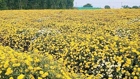 ஓசூர் பகுதியில் சாமந்தி பூ அறுவடை தீவிரம்: விலை வீழ்ச்சியால், கிடைக்கும் விலைக்கு விற்கும் விவசாயிகள்