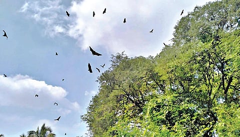 போச்சம்பள்ளி அருகே சென்றாம்பட்டி கிராமத்தில் கூட்டமாகச் சுற்றும் வவ்வால்கள்.
