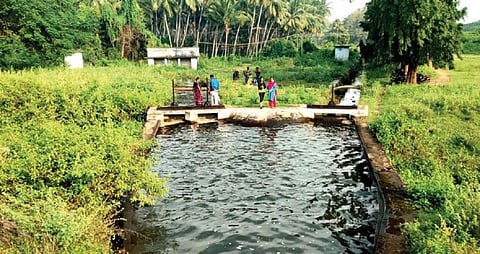 அய்யம்பாளையம் மருதாநதி அணையில் இருந்து வடக்கு வாய்க்காலில் பாசனத்துக்கு திறந்துவிடப்பட்ட தண்ணீர்.
