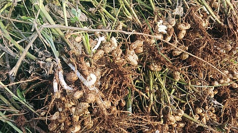 அஞ்செட்டி அருகே உரிகம் பகுதியில் கூலி ஆட்கள் தட்டுப்பாடு காரணமாக வயலில் அறுவடை செய்ய முடியாத நிலக்கடலையில் முளைத்துத் துளிர் விட்டுள்ள செடிகள்.