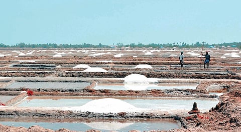 மரக்காணத்தில் உள்ள உப்பளம்.