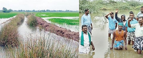 திருவாரூர், மயிலாடுதுறை, காரைக்காலில் வாய்க்கால்கள் தூர் வாரப்படாததால் வயல்களில் வடியாத மழைநீர்