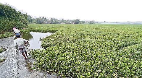 மாடம்பாக்கம் ஏரியில் காணப்படும் ஆகாயத் தாமரை செடிகள். | படம்: எம்.முத்துகணேஷ்