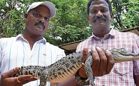 புதுச்சேரி உப்பனாறு கால்வாயில் கூண்டு வைத்து பிடிக்கப்பட்ட  முதலைக் குட்டியை காண்பிக்கும் வனத்துறை ஊழியர்கள். படம்: எம்.சாம்ராஜ்