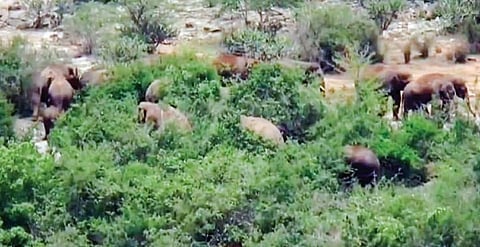 சானமாவு, நொகனூர் வனப்பகுதியில் யானைகள் முகாம்: 20+ கிராமங்களுக்கு எச்சரிக்கை