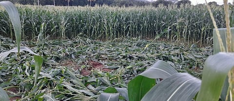 பழநி கோம்பைப்பட்டியில் புகுந்த காட்டு யானை - மக்காச்சோளம், கரும்பு, வீடு சேதம்