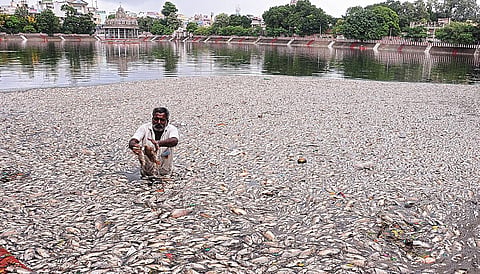 மயிலாப்பூர் கபாலீஸ்வரர் கோயில் தெப்பக்குளத்தில் இறந்த நிலையில் மிதக்கும் மீன்கள். 
படம்: எஸ்.சத்தியசீலன்