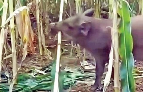 காட்டுப் பன்றிகள், மான்களால் தொடரும் பயிர் சேதம்: உணவு உற்பத்தி பாதிக்கும் அபாயம் @ விருதுநகர்