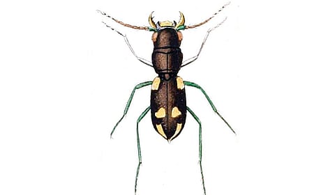ஏப்டேரியோசா க்ரோசா (Apteroessa grossa) எனும் புலி வண்டும் அதன் கீழ்த்தடைப்பல்லும்.