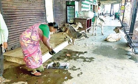 ஆம்பூர் பேருந்து நிலையத்தில் தஞ்சம் அடைந்துள்ள மாடுகள்.﻿﻿