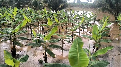 கோவை - மேட்டுப்பாளையத்தில் கனமழை: வாழைகள் சேதம்; வீடுகளை சூழ்ந்த மழைநீர்