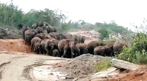ஓசூர் அடுத்த ஊடேதுர்கம் பகுதியிலிருந்து  சானமாவு வனப்பகுதிக்கு திரும்பிய  யானைகள்.
