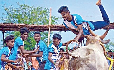 சிவகங்கை மாவட்டம் நடராஜபுரத்தில் நடைபெற்ற வடமஞ்சுவிரட்டில் வீரரை முட்டித் தூக்கிய காளை.