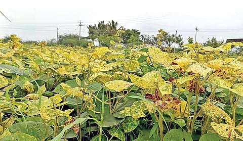 புதூர் அருகே கவுண்டம்பட்டி கிராமத்தில் மானாவாரி நிலங்களில் பயிரிடப்பட்ட உளுந்து செடிகளில் மஞ்சள் தேமல் தாக்கியதால் இலைகள் முழுவதும் மஞ்சள் நிறத்தில் மாறியுள்ளன.