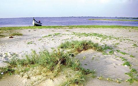 கடற்கரையில் படர்ந்திருக்கும் ராவணன் மீசைச் செடி.