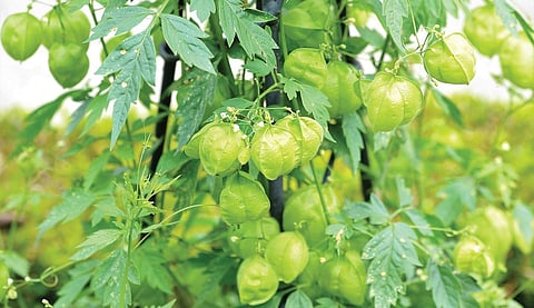 பச்சை வைரம் 11: முதியோர்களின் நண்பன் முடக்கறுத்தான்