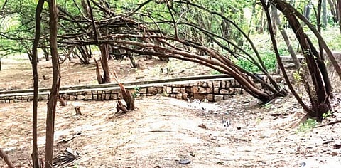 சீமைக்கருவேல மரங்கள் மண்டி காணப்படும் இலந்தைக்குளம் கண்மாய்.