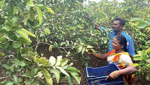 ஆயக்குடி பகுதியில் உள்ள தோட்டத்தில் கொய்யா பறிக்கும் விவசாயிகள்.