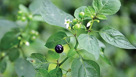 பச்சை வைரம் 12: நோய்களைத் தகர்க்கும் தங்கத் தக்காளி