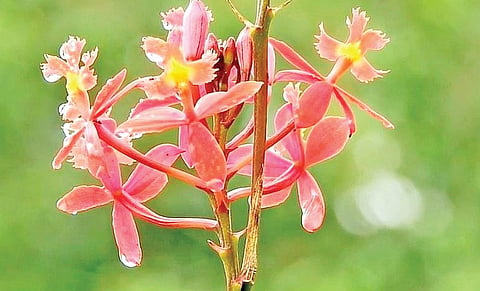 கொடைக்கானல் மலைப்பகுதியில் பூத்துள்ள சிலுவை பூக்கள்.