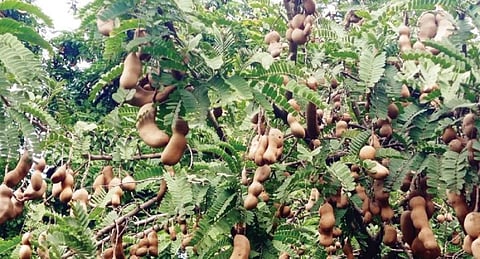 அஞ்செட்டி அடுத்த உரிகம் பகுதியில்  புளியமரங்களில் நன்கு காய்த்து கொத்து கொத்தாக தொங்கும் புளி.