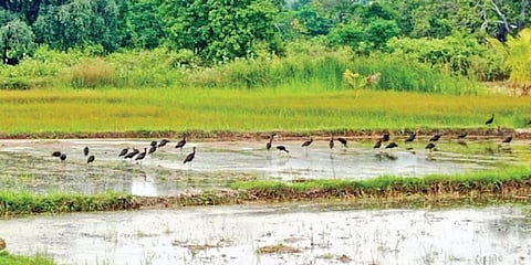 கிருஷ்ணகிரி - வேப்பனப்பள்ளி சாலையில் பல்லேரிப்பள்ளி அருகே நெல் நடவு செய்த நிலத்தில் புழுக்களை உண்ணும் கருப்பு நிற நாரைகள் கூட்டம். 				    படம்: கி.ஜெயகாந்தன்.