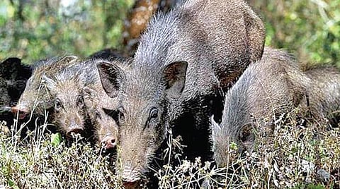 சங்க காலத்திலிருந்தே தொடரும் காட்டுப் பன்றி தொல்லை: விவசாயிகளுக்கு விடிவுகாலம் எப்போது?