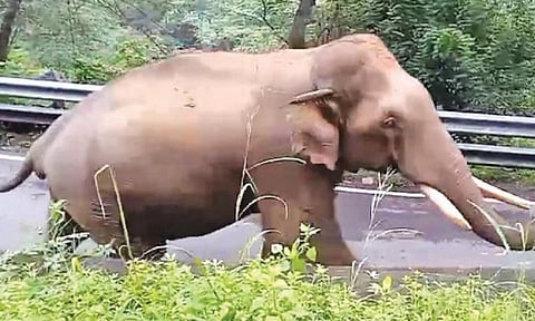 உடுமலை - மூணாறு சாலையில் யானைகள் நடமாட்டம் அதிகரிப்பு