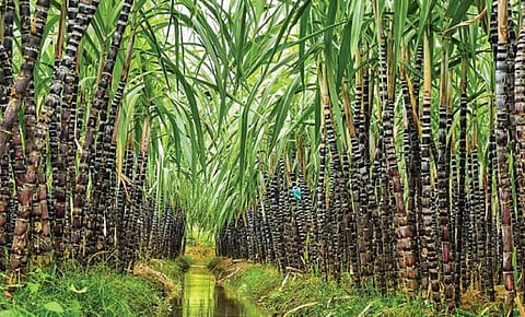 படம்: ர.செல்வமுத்துகுமார்