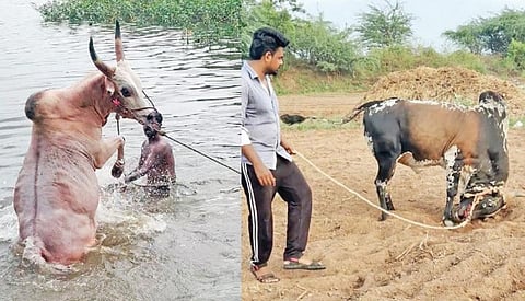 பொங்கல் பண்டிகையை முன்னிட்டு பழநியில் ஜல்லிக்கட்டுக்கு தயாராகி வரும் காளைகள்