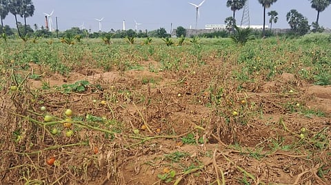 ராதாபுரம் வட்டாரத்தில் கனமழையால் அழுகிய தக்காளி செடிகள்: விவசாயிகள் கவலை