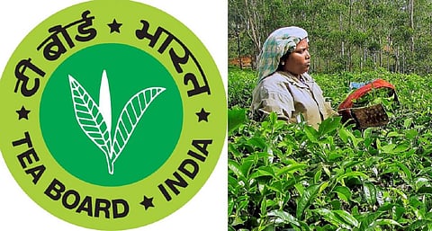 நீலகிரி பசுந்தேயிலையின் விலை கிலோவுக்கு ரூ.15.34 ஆக நிர்ணயம்