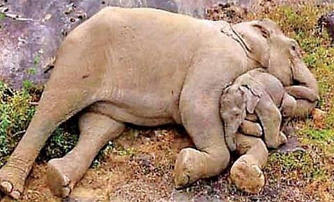 வால்பாறை அருகே தேயிலை எஸ்டேட் பகுதியில் தாயுடன் படுத்து உறங்கும் குட்டி யானை.