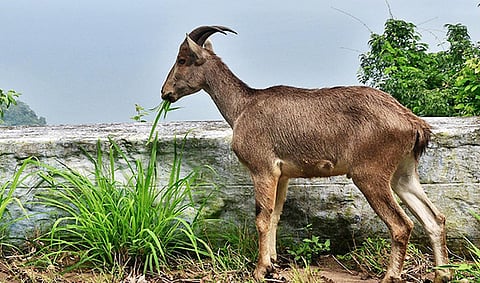 முதன்முறையாக ட்ரோன்கள் மூலம் மார்ச், ஏப்ரலில் வரையாடுகள் கணக்கெடுப்பு