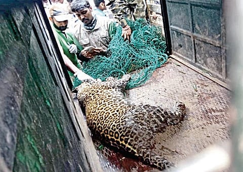 நீலகிரி மாவட்டம் பந்தலூரில் இருவரை கொன்ற சிறுத்தை சிக்கியது: வனத் துறையினர் மயக்க ஊசி செலுத்தி பிடித்தனர்