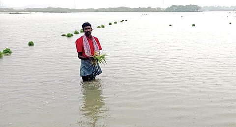 நெற்பயிர் தெரியாத அளவுக்கு விளைநிலத்தில் மழைநீர் தேங்கியுள்ளது.