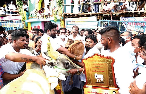 பாலமேடு ஜல்லிக்கட்டில் சிறந்த காளைக்கு கன்றுடன் நாட்டு பசுமாட்டை பரிசாக வழங்கிய பொன்குமார். | கோப்பு படம்